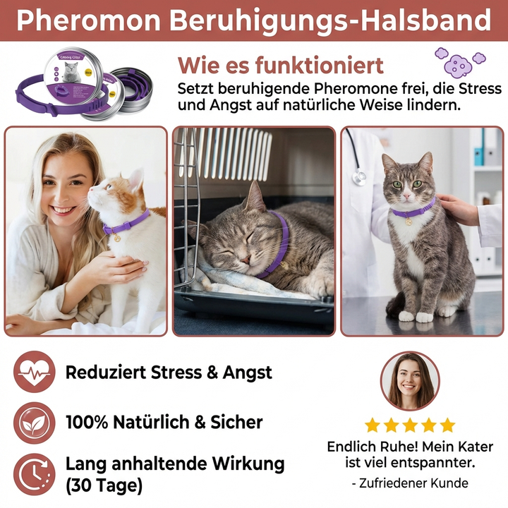 Entspannte Katze mit Pheromon-Katzenhalsband für Ruhe und Angstlinderung. Beruhigung für Haustiere.