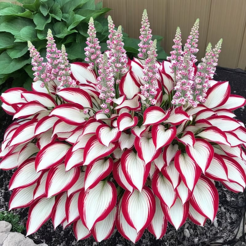 Qualitäts-Pflanzensamen: Hosta Funkien für prächtigen Blattschmuck und Gartenbepflanzung.