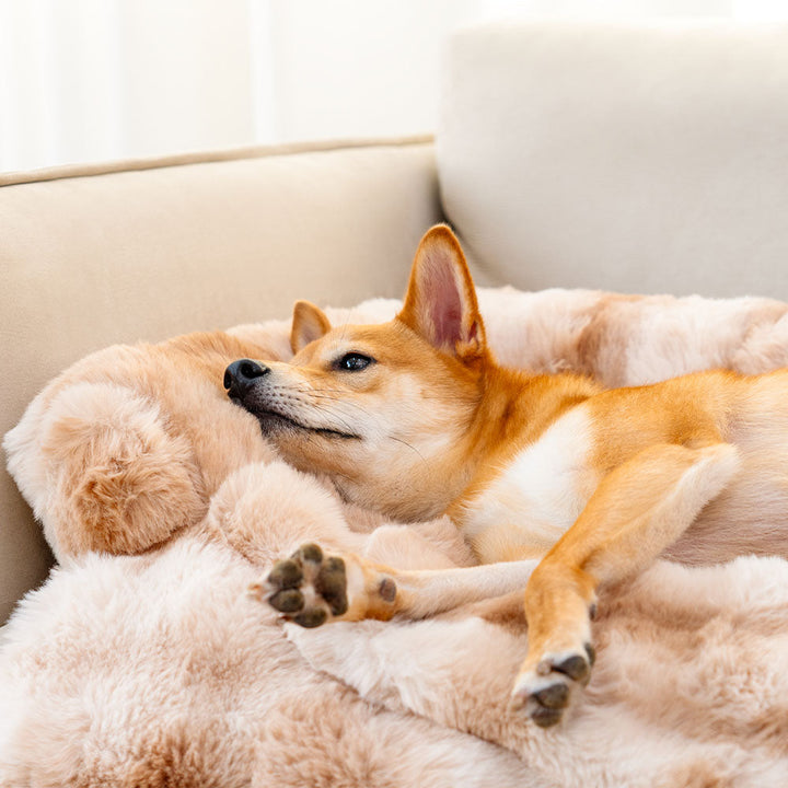 Hochwertiges Flausch-Hundebett als Sofaschutz, beruhigend und kuschelig für entspannte Haustiere.