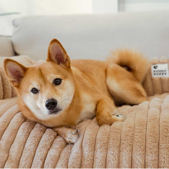 Hund genießt das flauschige Hundebett auf dem Sofa, der ideale Sofaschutz für Haustiere.