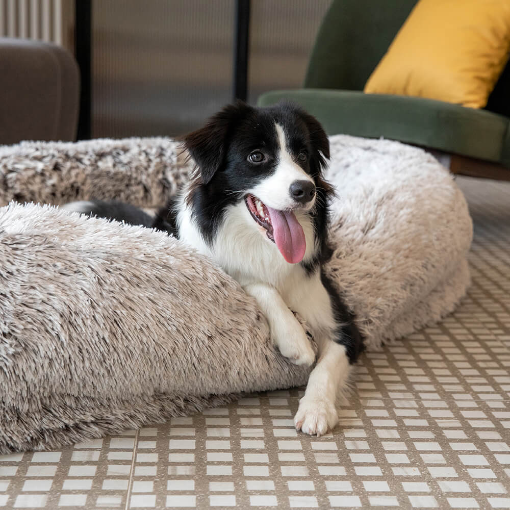 Ovales, extra großes Haustierbett für Familien. Waschbares Komfortbett für Hunde und ihre Menschen.
