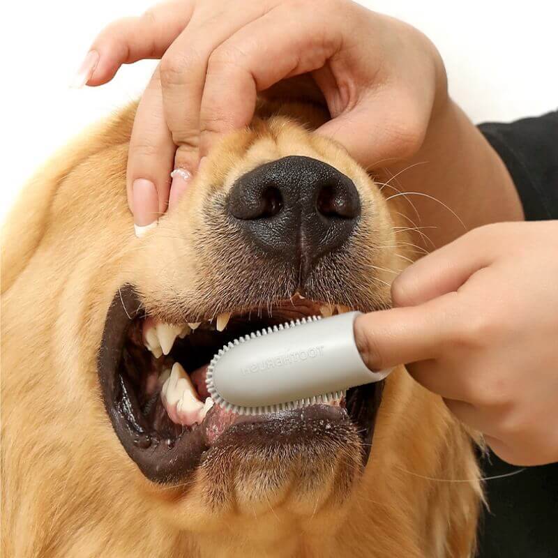 Weiche Silikon Fingerzahnbürste für Haustiere. Ideal zur täglichen Mundhygiene & Zahnsteinvorbeugung.