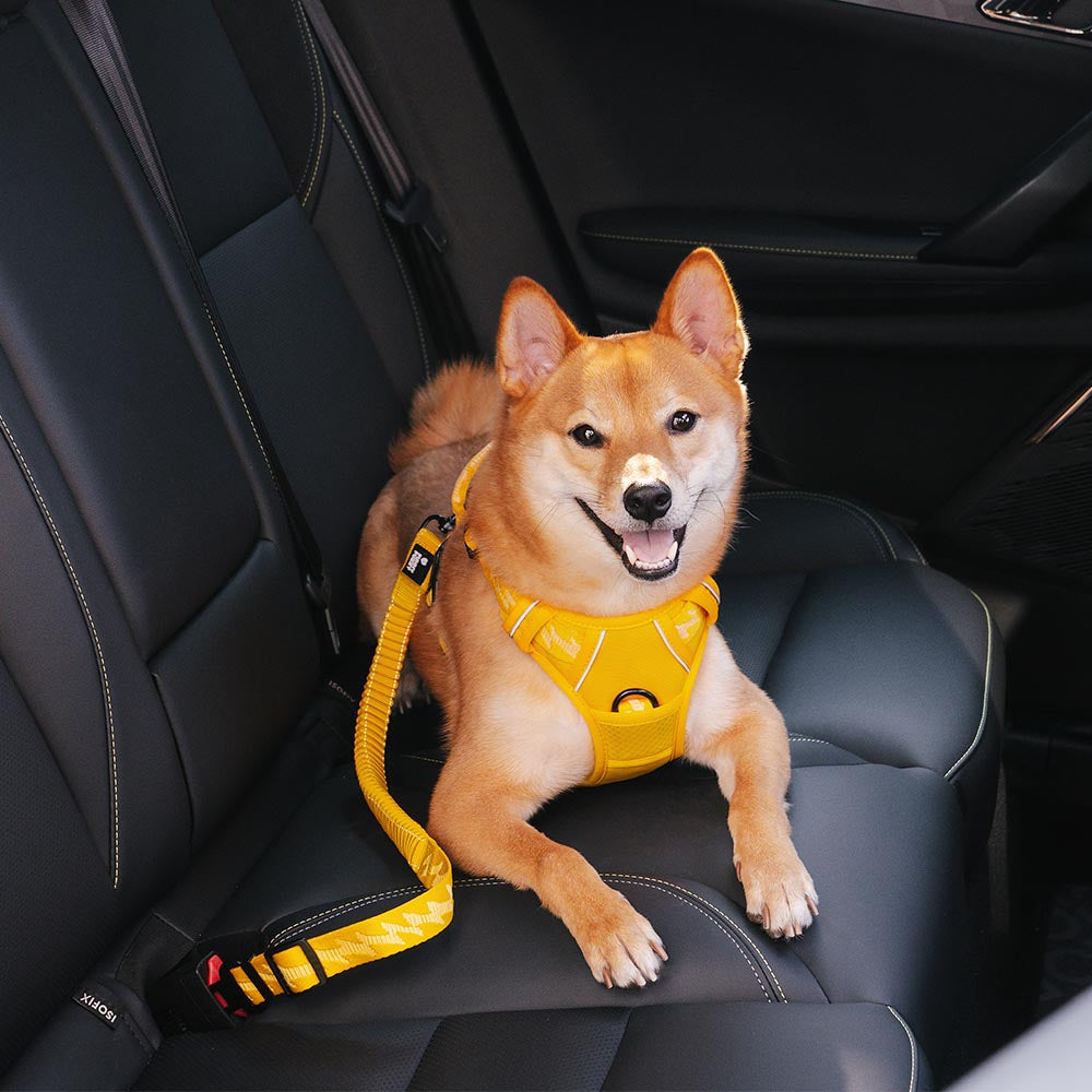 Hunde-Sicherheitsgurt für Auto: Verstellbarer Nylon-Gurt mit Buffer-Design für sichere Autofahrten.