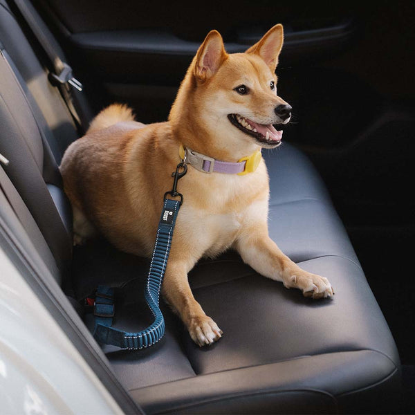 Komfortabler Nylon-Sicherheitsgurt für Hunde im Auto, mit Elastik-Puffer für sanfte Bewegungen.
