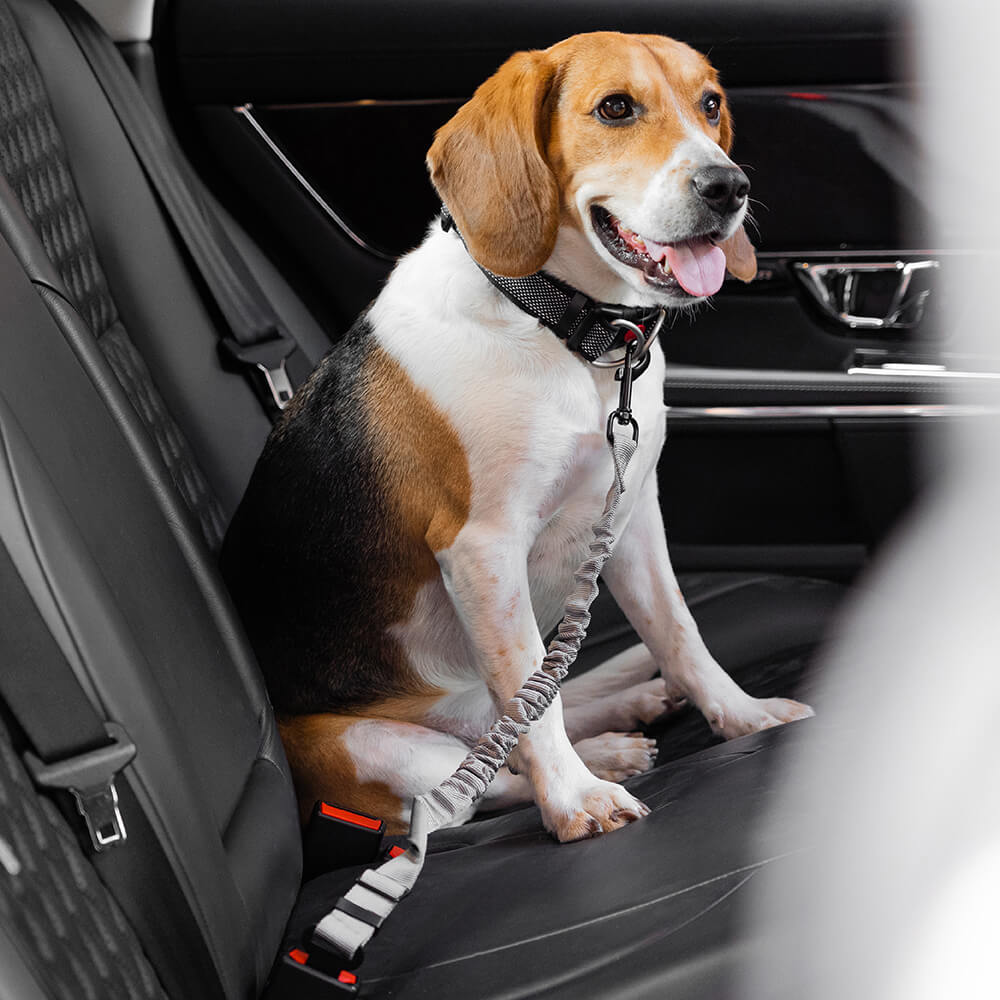 Verstellbarer Sicherheitsgurt für kleine Hunde im Auto, sorgt für Schutz und Stabilität.