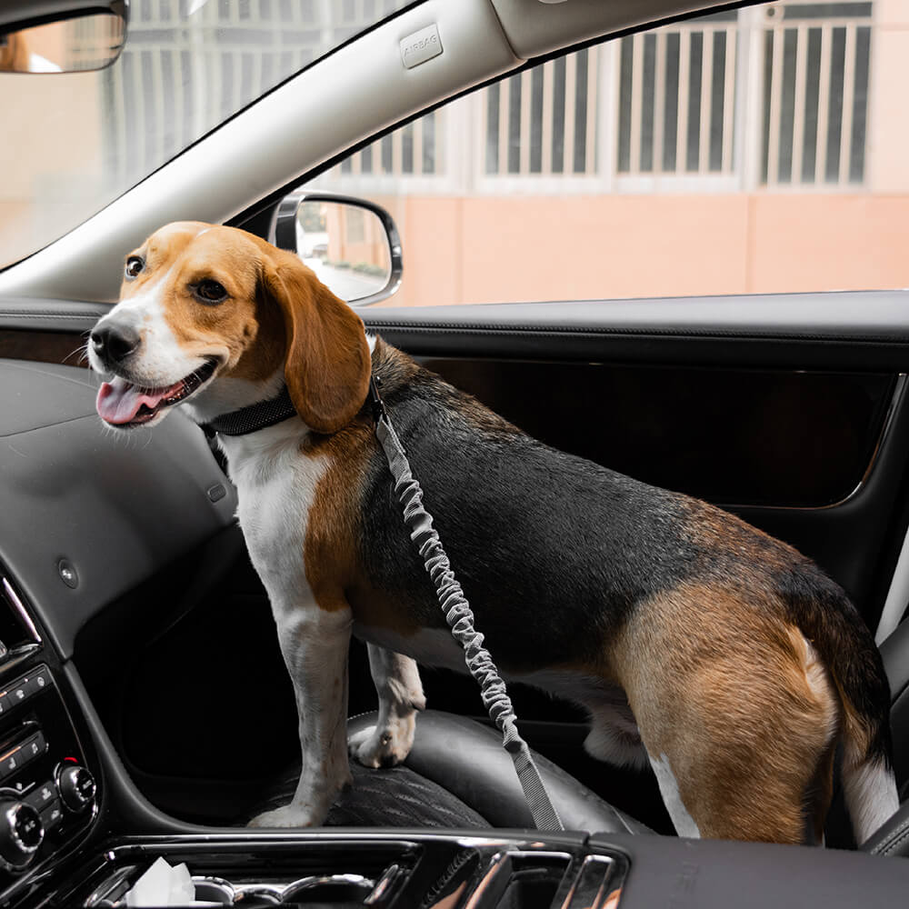 Robuster Hunde-Sicherheitsgurt für mittlere Hunde im Auto, unverzichtbares Autozubehör.