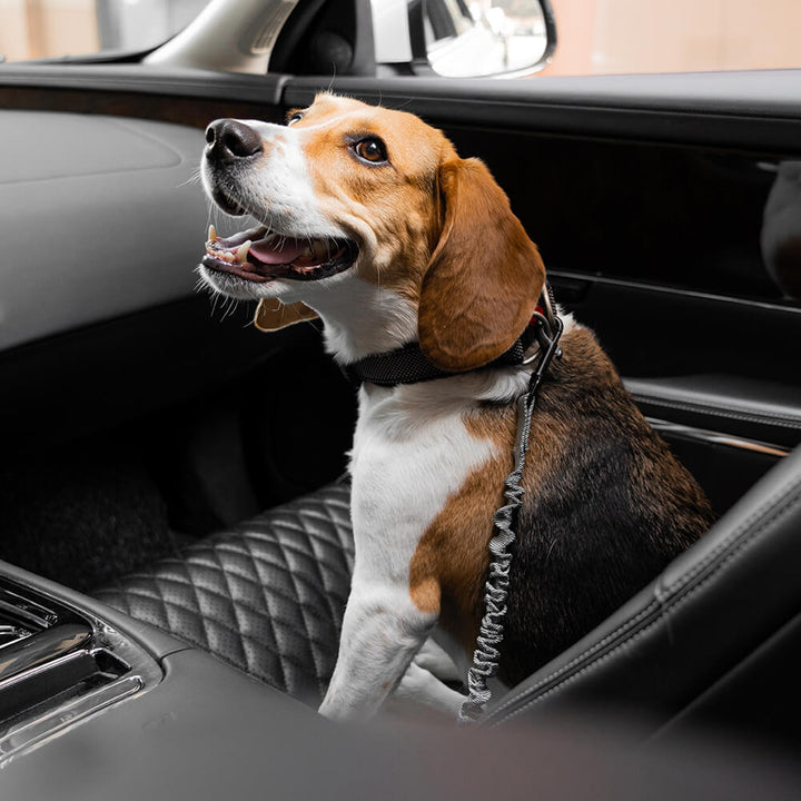 Extra starker Sicherheitsgurt für große Hunde im Auto, garantiert maximale Sicherheit beim Reisen.