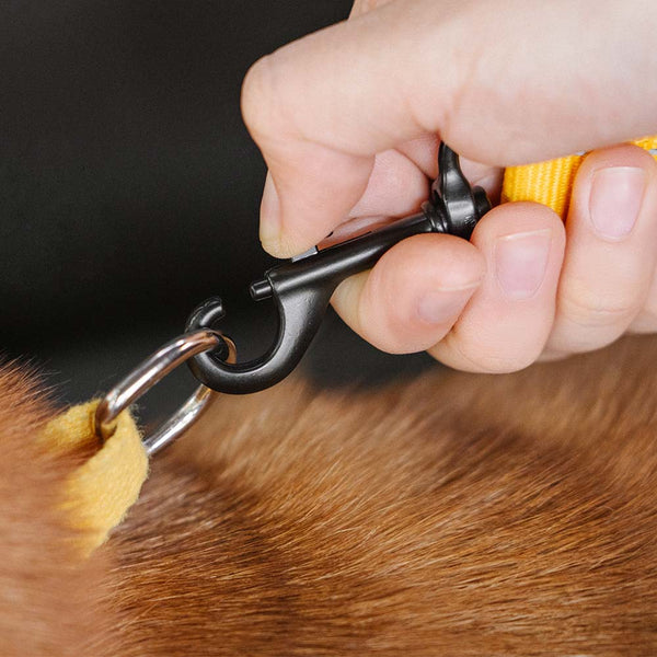 Hundegurt mit Buffer-Design, minimiert Rucke beim Bremsen und schützt Ihren Hund im Auto.
