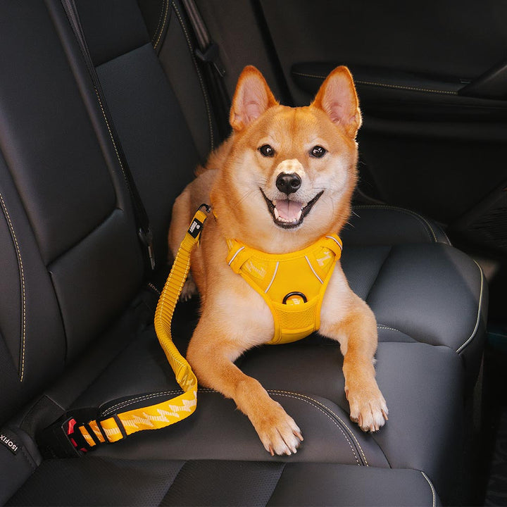 Befestigung des Hunde-Sicherheitsgurtes im Autositz, einfach zu installieren für sichere Reisen.