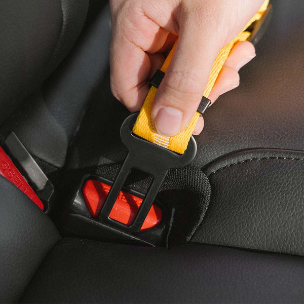 Glücklicher Hund im Auto, sicher angeschnallt mit dem verstellbaren Haustier-Sicherheitsgurt.