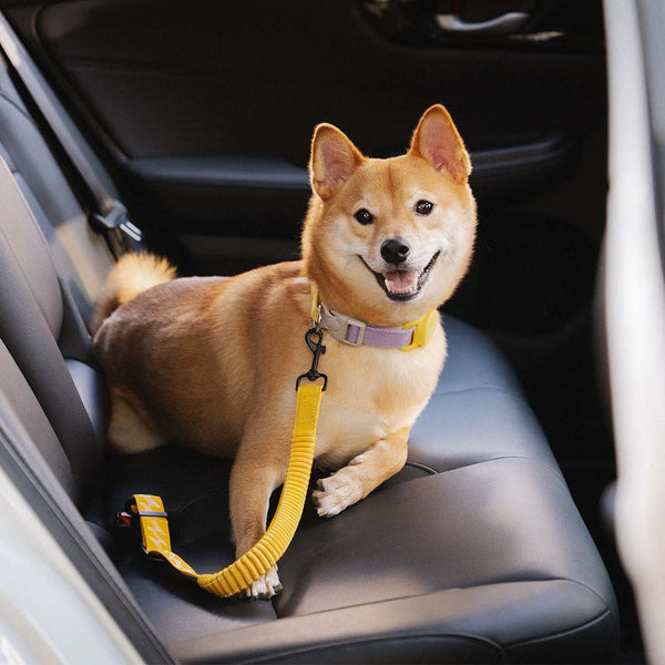 Nahaufnahme des hochwertigen Schnallenmechanismus des Hunde-Autogurtes, robust & langlebig.
