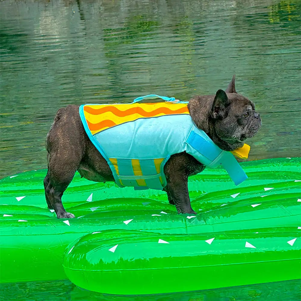 Stylische Hundeschwimmweste in Grün: Modisches Hundezubehör kombiniert Sicherheit mit Komfort für jeden Wasserspaß.