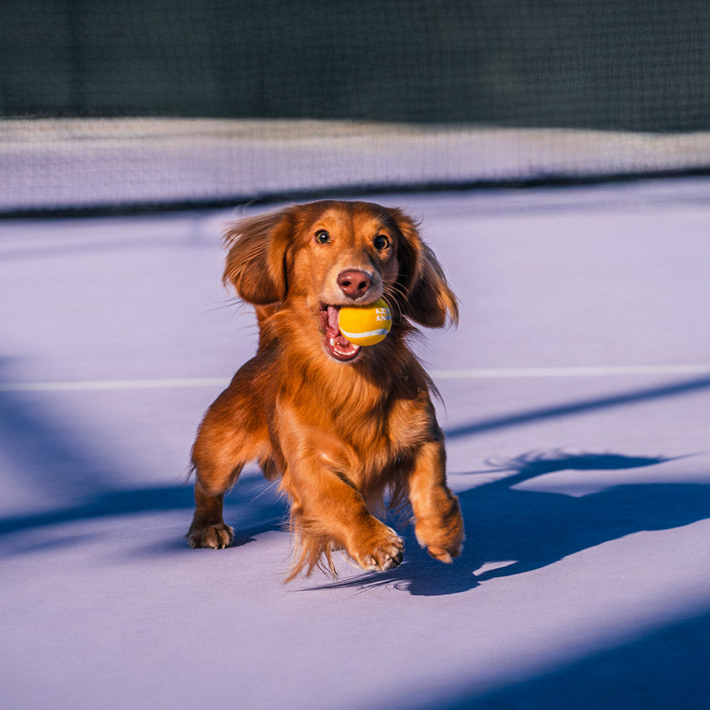 Gelber, robuster Hundespielzeug Tennisball mit Quietscher, ideal für Outdoor-Apportieren.