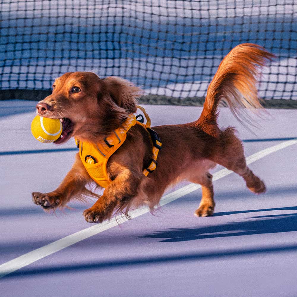 Vielseitiger Hundespielzeug Tennisball mit Quietscher für Indoor & Outdoor Spiele, robust.