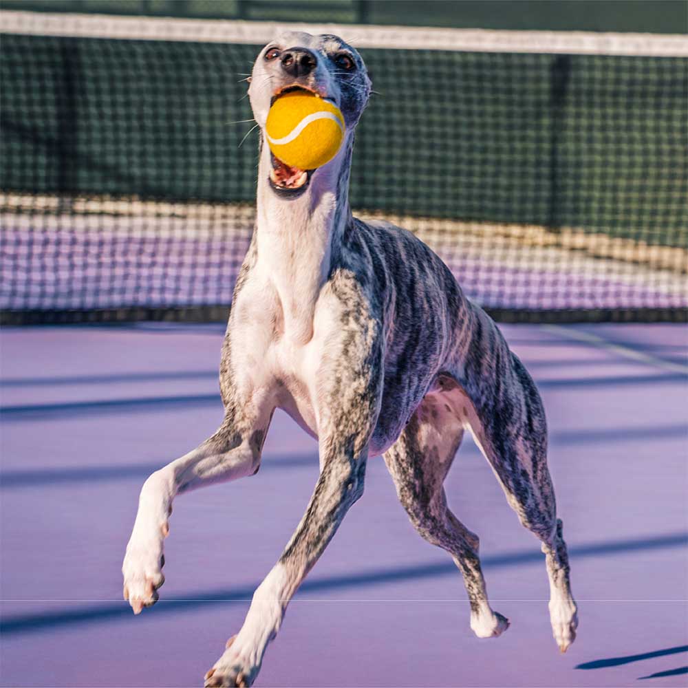 Quietschender Hundespielzeug Tennisball für stundenlangen Spielspaß & Apportiertraining.