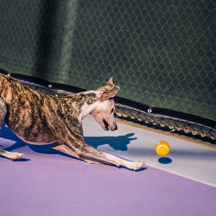 Interaktiver Hundespielzeug Tennisball mit Quietscher und hoher Sprungkraft, beliebt bei Haustieren.