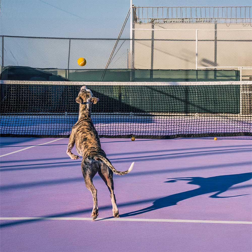 Gelber Tennisball als Hundespielzeug mit Quietscher, sicher und robust für jedes Wetter.