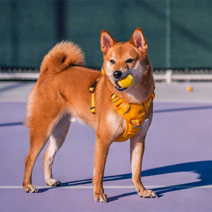 Hochwertiger Hundespielzeug Tennisball mit Quietscher, perfekt zum Werfen und Fangen.