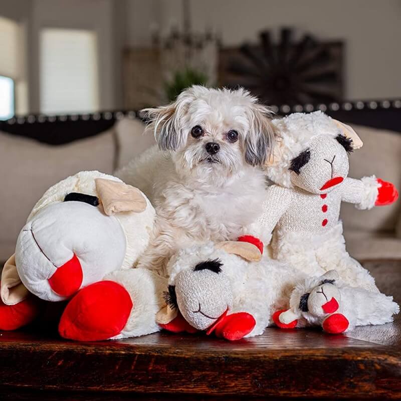 Detailaufnahme: Plüsch Lamm Quietschspielzeug, perfekt für Spiel & Training von Hunden.