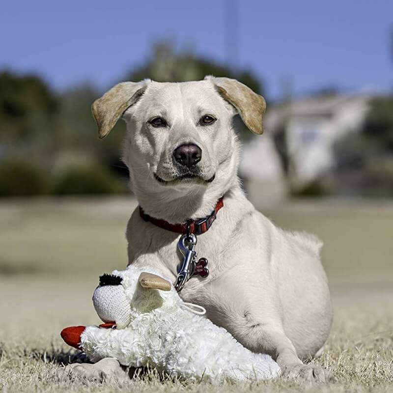 Vielseitiges Plüsch Lamm Hundespielzeug mit Quietscher, ein beliebtes Haustier Zubehör.