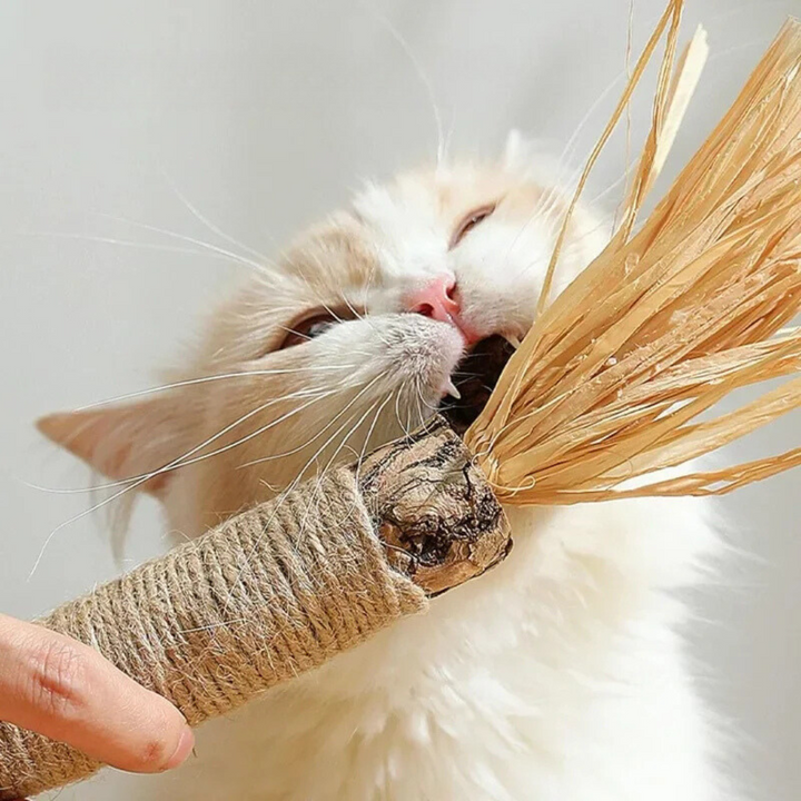 Katze knabbert genüsslich an einem Zahnreinigungs-Stick. Fördert spielerisch die Zahnreinigung und frischen Atem.
