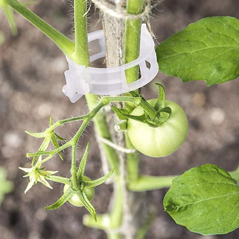 Langlebige Kunststoff-Pflanzenstützklammern, 2,5 cm, ideal für den Gemüsegarten und Rankpflanzen.