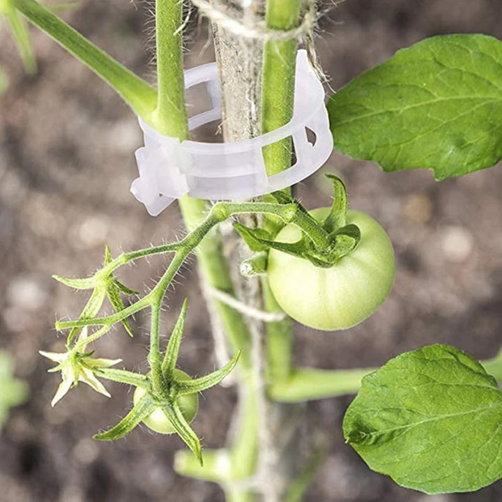 Langlebige Kunststoff-Pflanzenstützklammern, 2,5 cm, ideal für den Gemüsegarten und Rankpflanzen.
