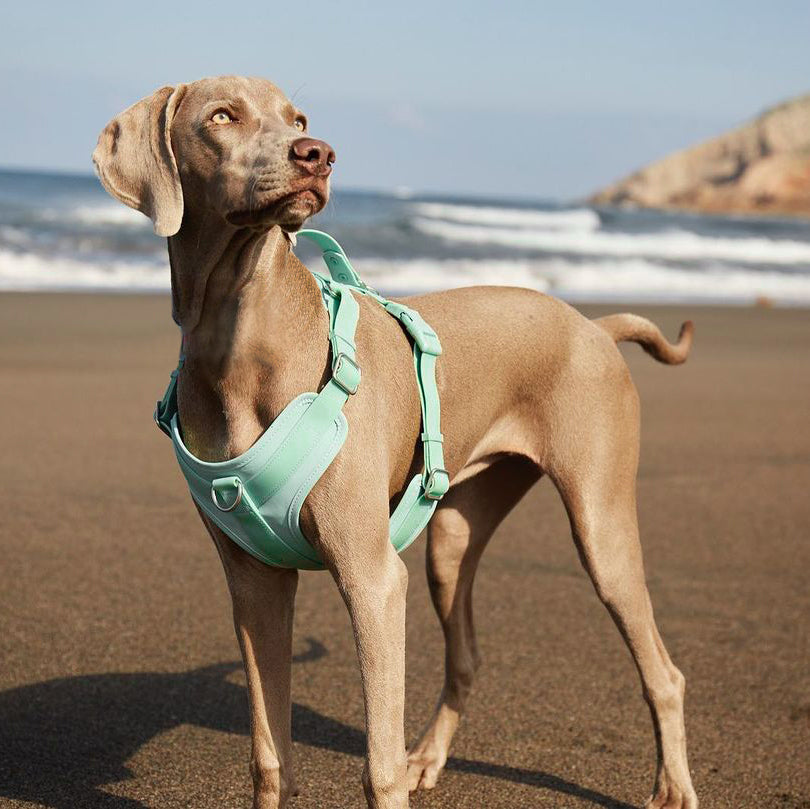 Minzgrünes, robustes Hundegeschirr. Wasserdicht, antibakteriell & pflegeleicht für Outdoor-Abenteuer.