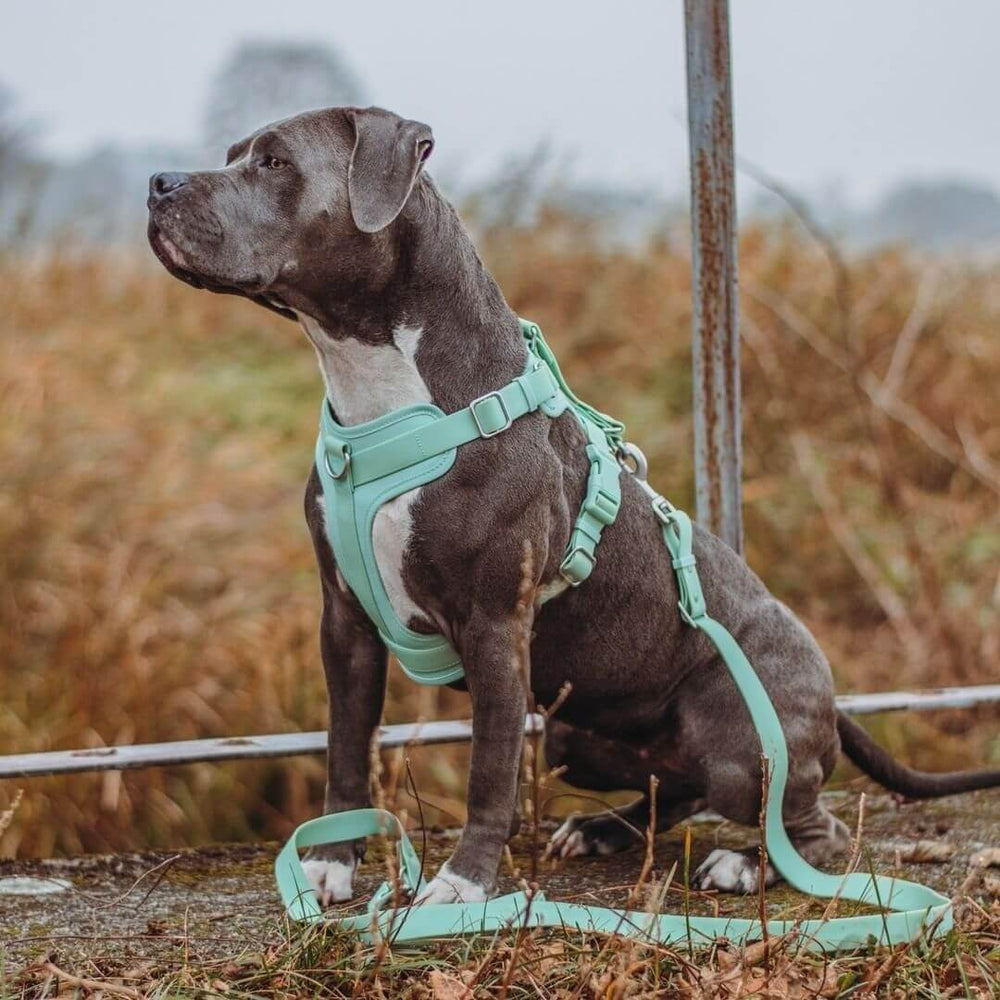 Beerenblaues, verstellbares Hundegeschirr. Reißfest, wetterfest & bequem für aktive Hunde.