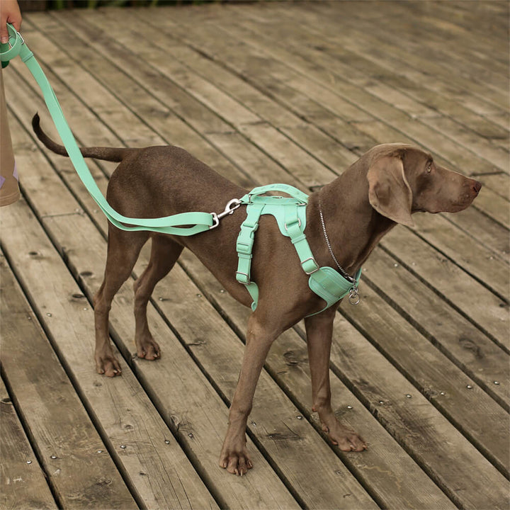 Melone-gelbes, wasserdichtes Hundegeschirr. Robust, antibakteriell & pflegeleicht. Ideales Hundeaccessoire.