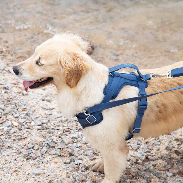 Antibakterielles, pflegeleichtes Hundegeschirr. Minzgrün, reißfest & verstellbar für höchsten Komfort des Hundes.