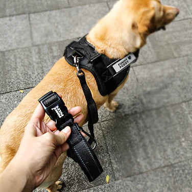 Großer Hund läuft an verstellbarer Freisprech-Hundeleine, ideal für Training und lange Spaziergänge.