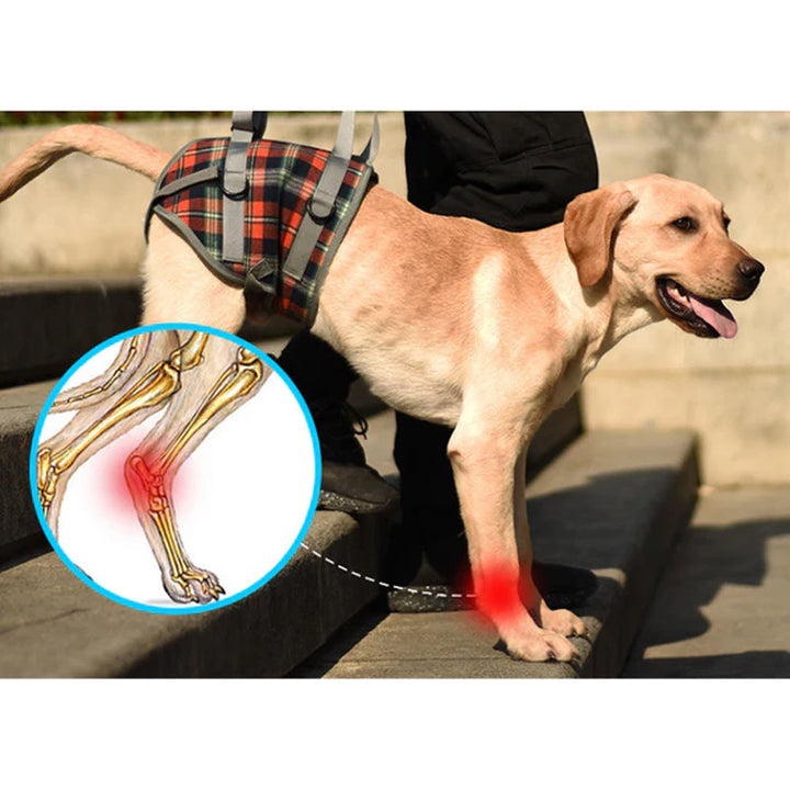 Orthopädischer Hundegurt für Vorder- & Hinterbeine, Mobilitätshilfe für Hunde mit Gelenkproblemen.