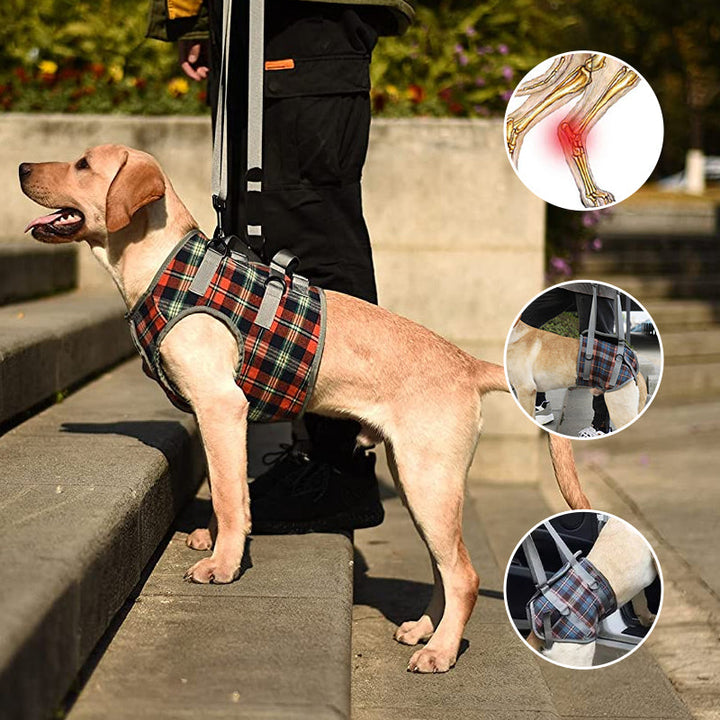 Hundegurt zur Rehabilitation, orthopädische Unterstützung für Vorder- und Hinterbeine.