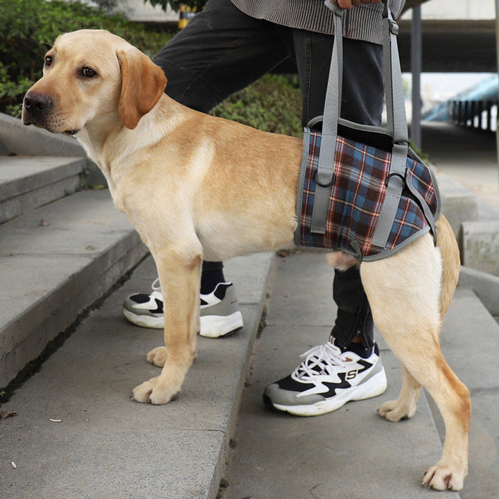 Robuster Hundegurt, orthopädische Mobilitätshilfe zur Unterstützung von Vorder- & Hinterbeinen.