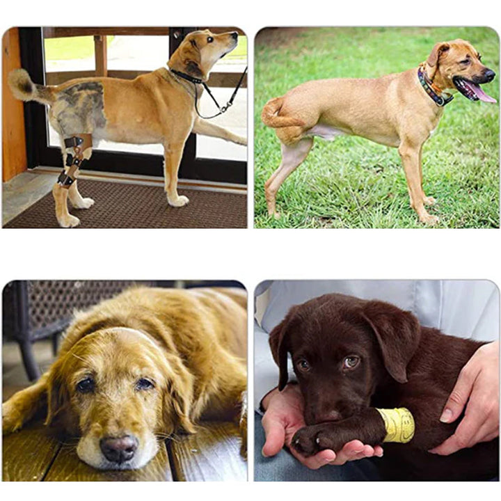 Mobilitätshilfe: Orthopädischer Hundegurt für Hinter- & Vorderbeine, ideal bei Rehabilitation.