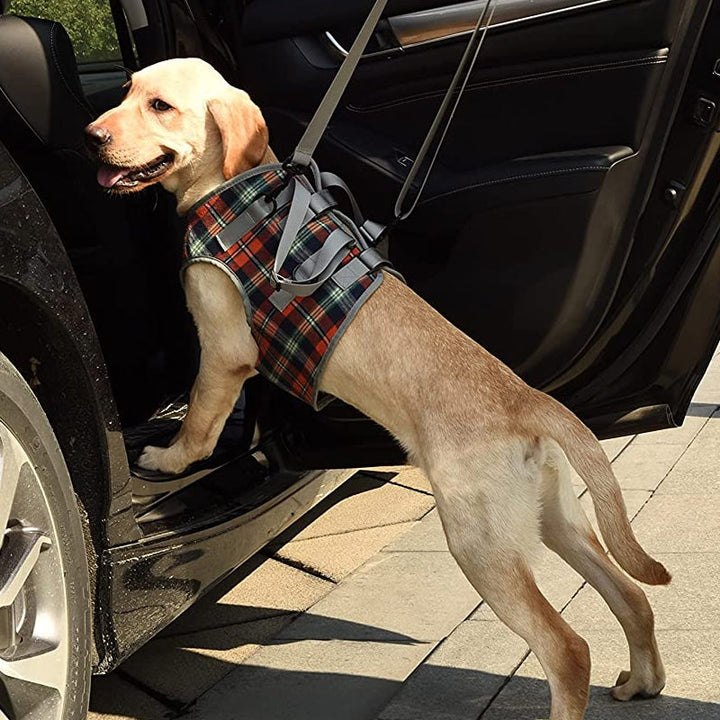 Stützgurt für Hunde: Effektive Mobilitätshilfe bei Gelenkproblemen, für Vorderbeine & Hinterbeine.