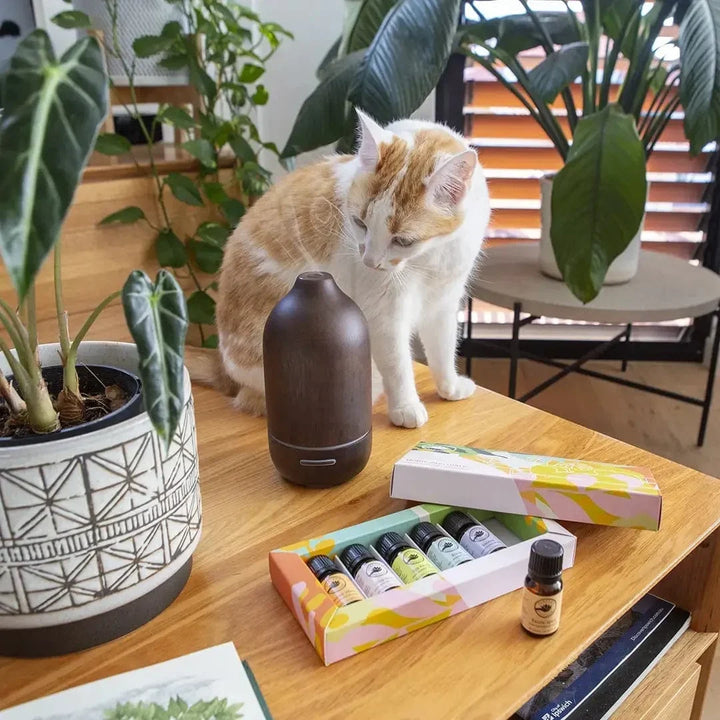 Moderner Ultraschall Aroma Diffusor mit Stimmungslicht im Wohnzimmer für Entspannung und Wohlbefinden.