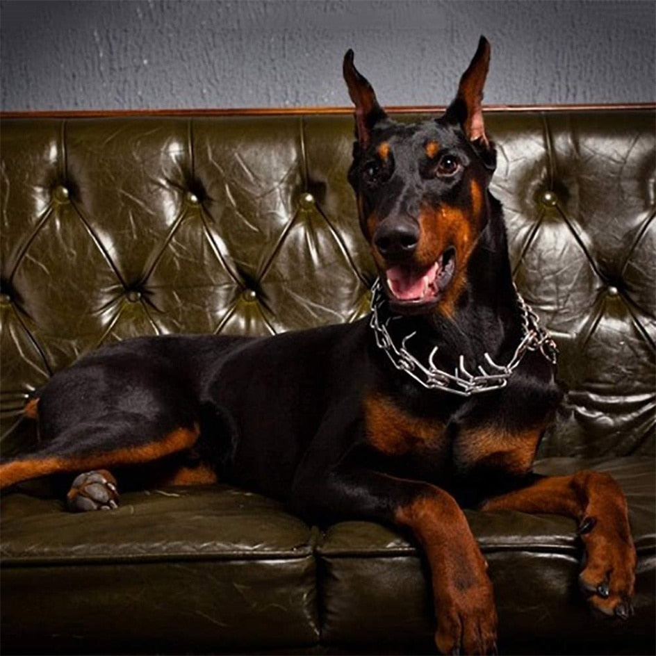 Pinchhalsband für effektives Hundetraining, verstellbar, sichert Gehorsam.