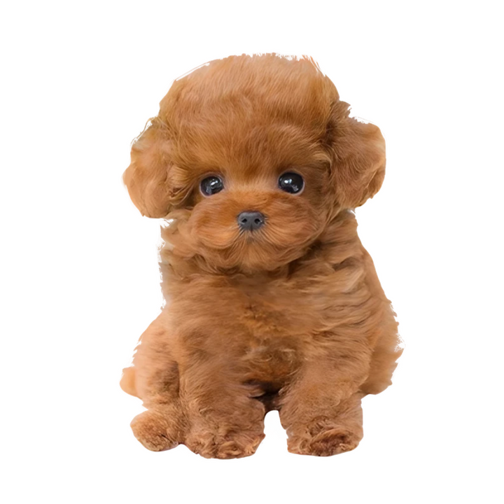 Realistisches Hund Plüschtier, weich & kuschelig, ca. 30 cm. Perfekt für Kinder und als süßes Deko-Element.