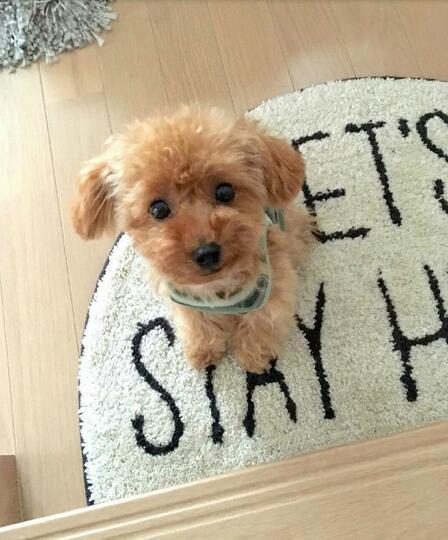 Süßer, realistischer Plüschtier Hund, 30 cm. Weiches Kuscheltier und Stofftier, perfekt zum Spielen und Schlafen für Kinder.