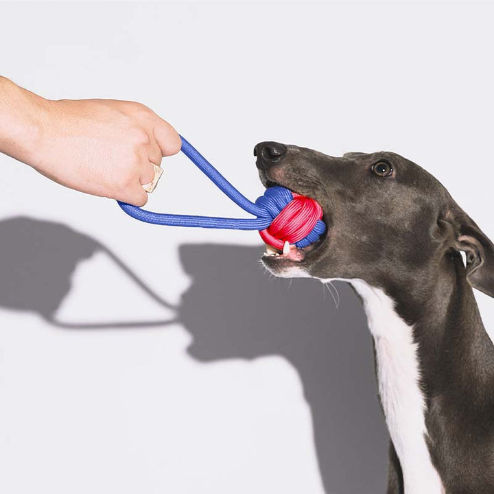 Strapazierfähiges Seilspielzeug für Hunde, farbenfroh, ideal für interaktives Ziehen und Apportieren.