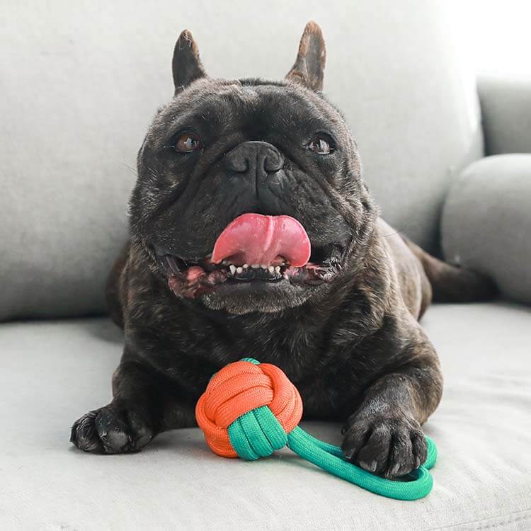 Farbenfrohes robustes Welpenspielzeug Seil, perfekt für junge Hunde zum Kauen und Spielen.