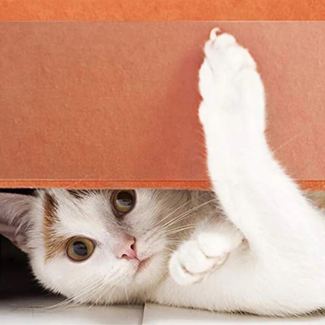 Diskreter Kratzstopp für Katzenbesitzer. Unsichtbare Schutzfolie bewahrt Ihre Wohnaccessoires vor Kratzspuren der Katze.