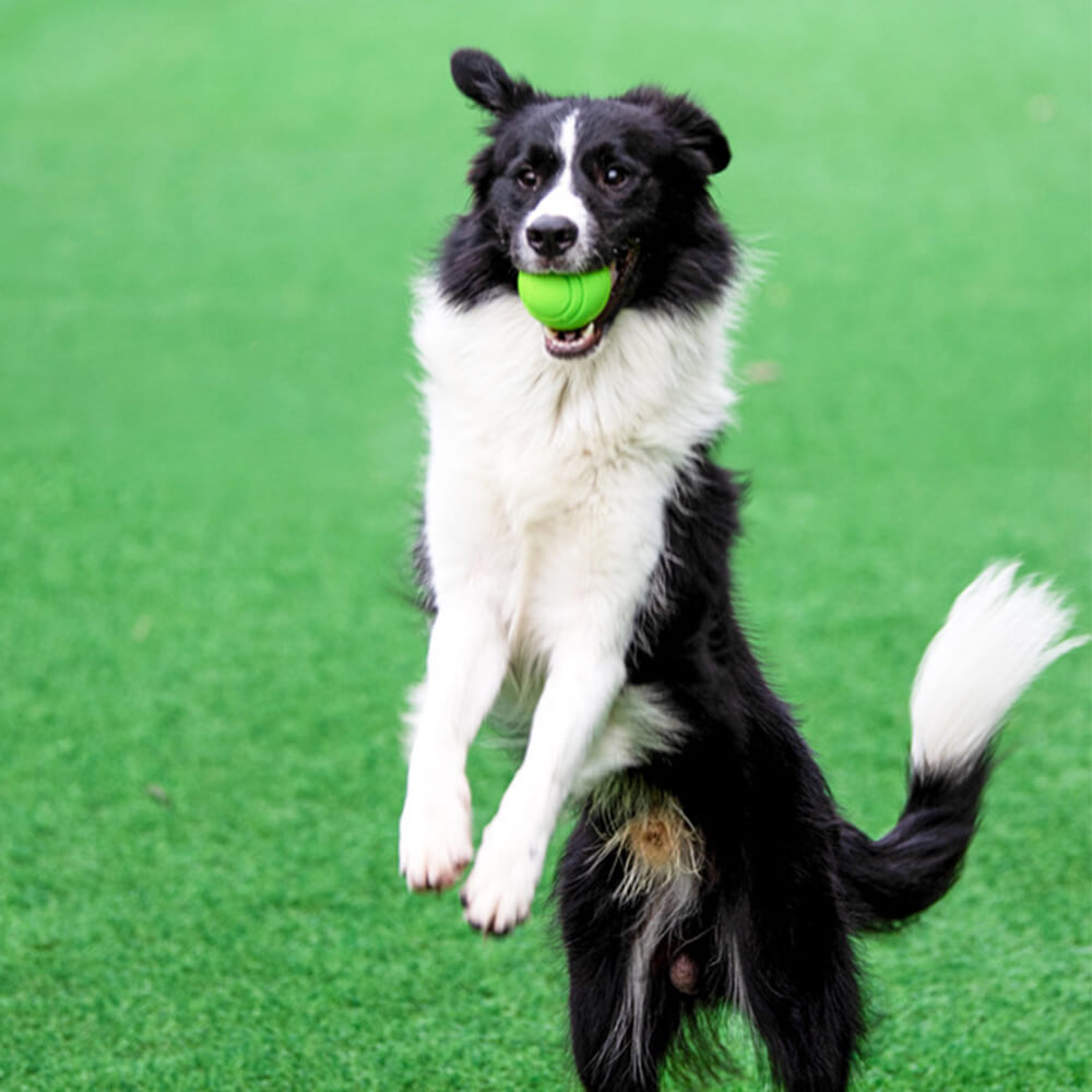 Bunter schwimmender Quietschball als Wasserball für Hunde, perfekt für Badespaß und Wurfspiele.