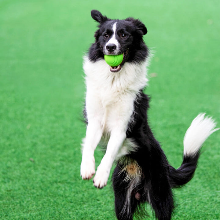 Bunter schwimmender Quietschball als Wasserball für Hunde, perfekt für Badespaß und Wurfspiele.