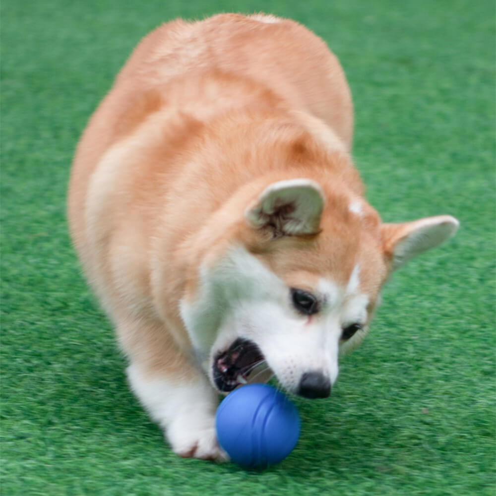 Interaktives Outdoor-Hundespielzeug: Schwimmender Quietschball für Apportieren & Kauen im Garten.