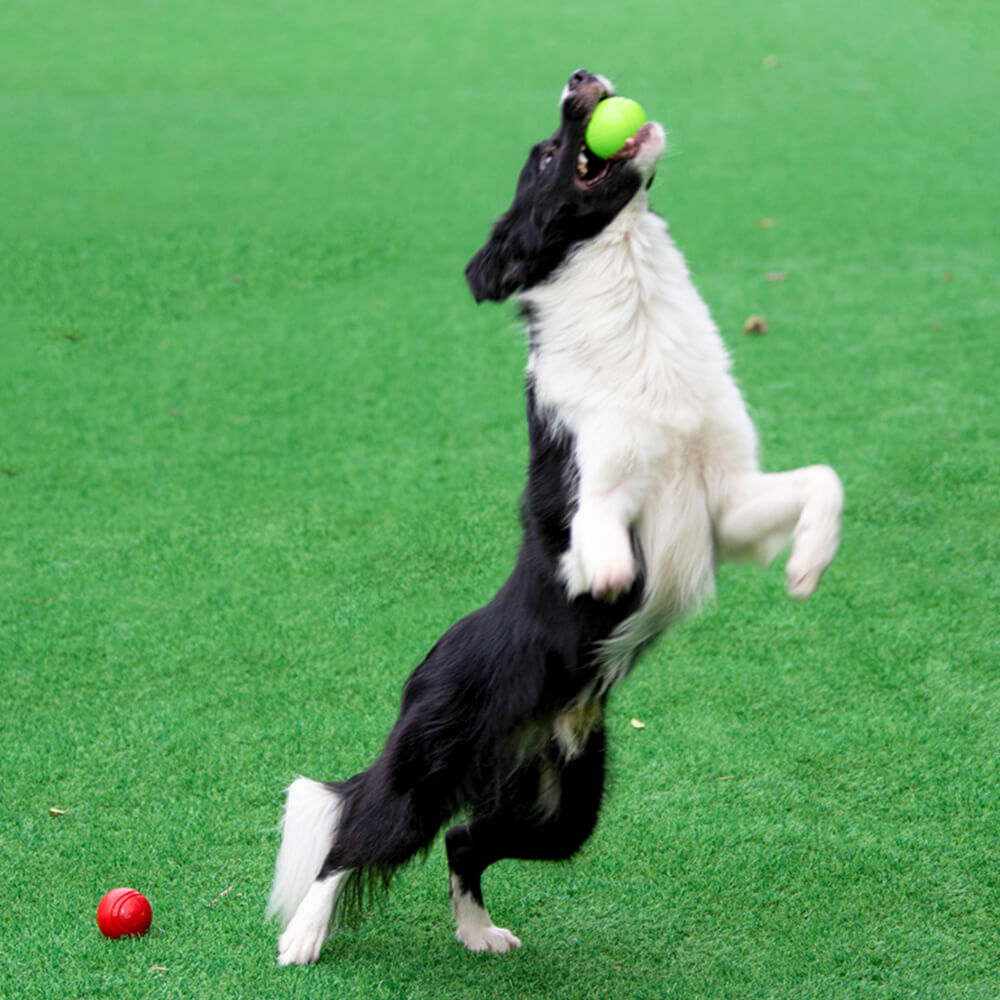 Heller, schwimmfähiger Gummiball für Hunde, mit Quietschfunktion für interaktives Spiel.