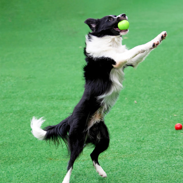 Der schwimmende Quietschball begeistert Hunde bei Wasserspielen, perfekt zum Apportieren.