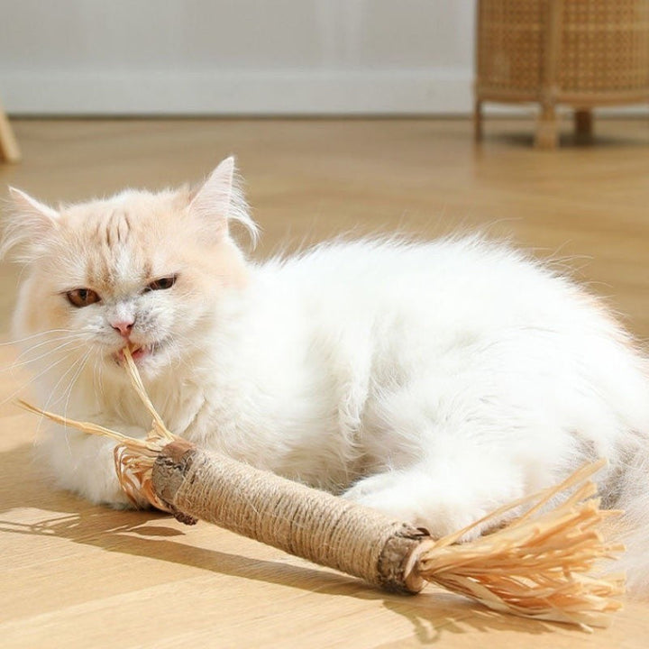 Nahaufnahme eines natürlichen Katzen Kausticks, der Plaque reduziert und die Mundhygiene fördert.